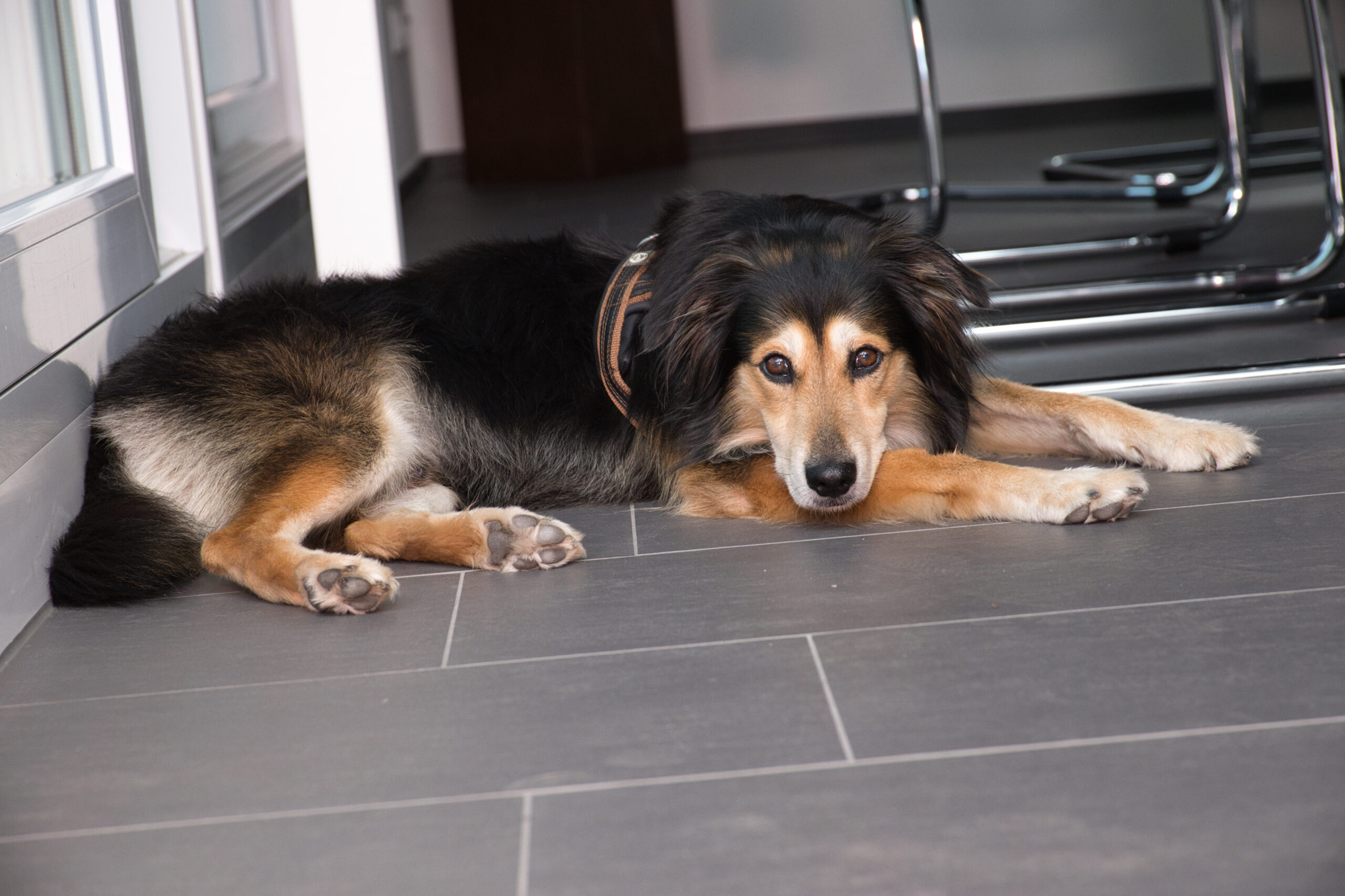 Hund liegt auf dem Boden