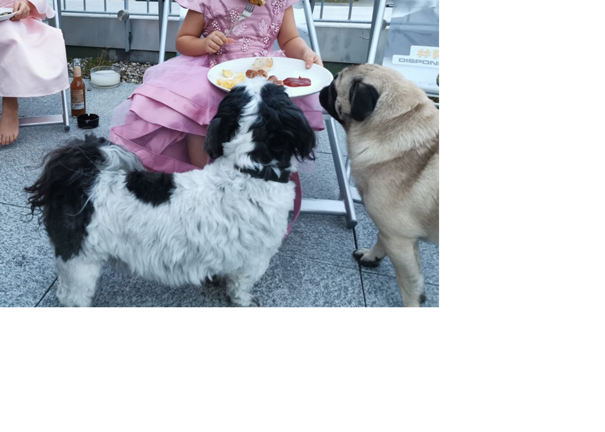 Hunde beim Sommerfest der BITE AG