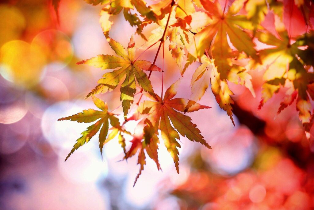 Indian Summer - Rabatt auf alle DISPONIC-Zusatzmodule